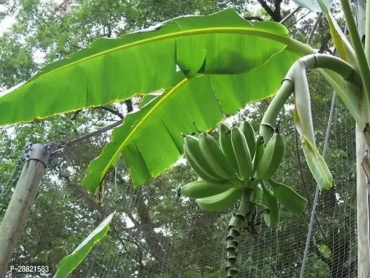 Baishnab  Green A banana plant Banana Plant-thumb0