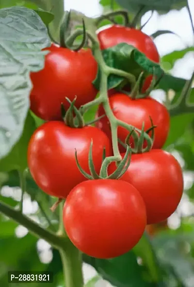 Baishnab Tomato seed 50 per packetBest Desi Tomato Seeds for summer season50PIECE-thumb0