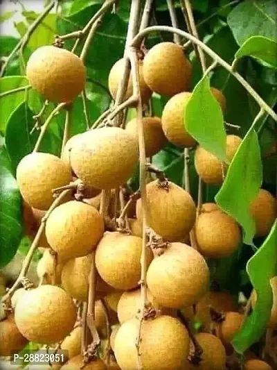 Baishnab  Thailand Longan Rare Fruit Live Plant CF