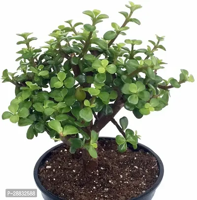 Baishnab  BG86 Jade Plant-thumb0