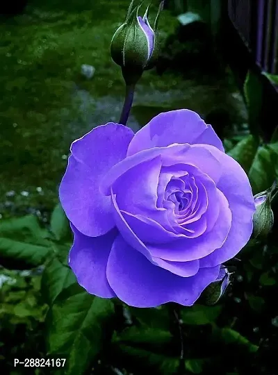 Baishnab  Rare Grafted  Blue Rose Gulab Flower Li