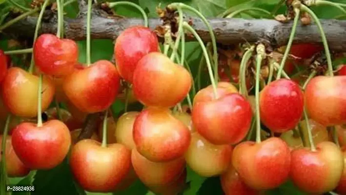 Baishnab  CCE11 Cherry Fruit Plant