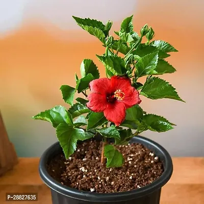 Baishnab  Hibiscus Gudhal Flower Red  Plant Hib-thumb0