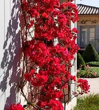 Baishnab Baugainvillea Plant Aiden bougainvillea plants-thumb1