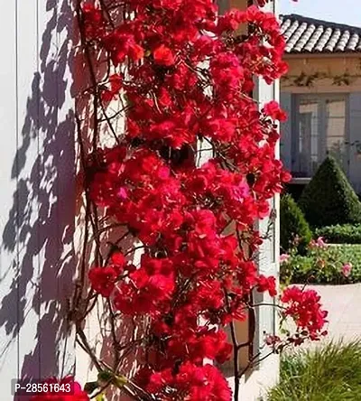 Baishnab Baugainvillea Plant Aiden bougainvillea plants-thumb2