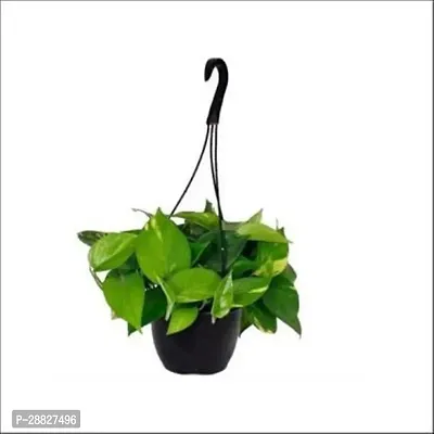 Baishnab  Green Money Plant with Hanging Pot Money-thumb0