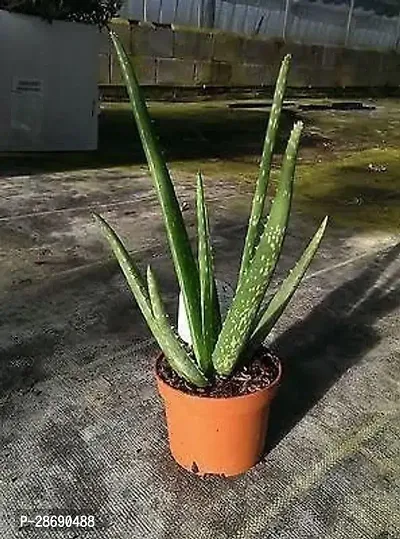 Baishnab Aloe Vera Plant Aloe Vera Plant CF0001015-thumb0