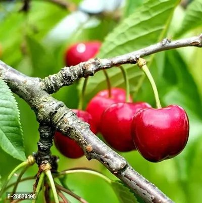 Baishnab  Cloud Cherry plants Roxburghs Cherry Pla-thumb0