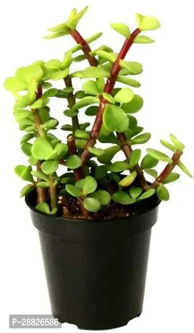 Baishnab  Jade Live Plant Good Luck Plant CF173 J-thumb0