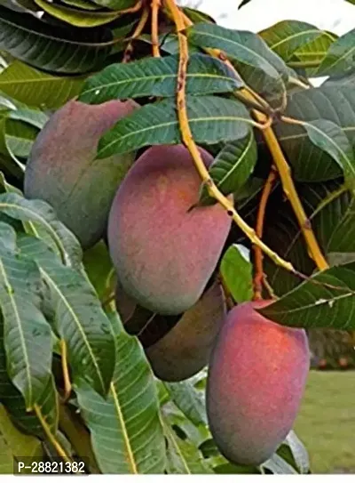 Baishnab  All time mango plant Mango Plant-thumb0