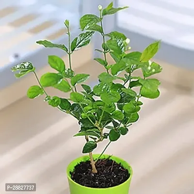 Baishnab  Indoor Live Plant With Pot  Jasmine Live