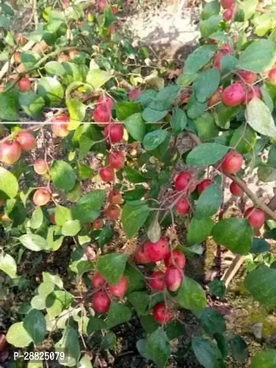 Baishnab  aae1 Apple Plant