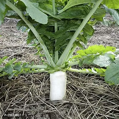 Baishnab Mulo seed 100 ps PAR Hybrid Vegetable Seeds   Mooli Seeds   White Long Radish 100 Seed100PIECE