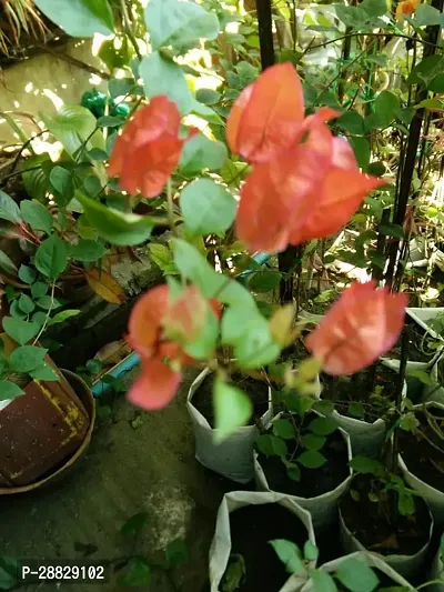 Baishnab  Bougainvillea Plant CF000148 Baugainvil-thumb0