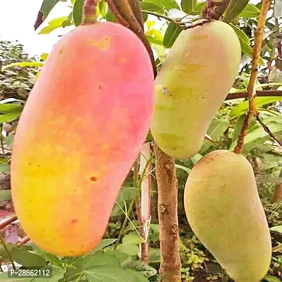 Baishnab Mango Plant GRAFTED Thailand Mango Tree plant Nam-Dok-Mai Si Mueng 18 inchTall Thai Purple Mango Juicy Frui( 1healthy live plants)t-thumb0