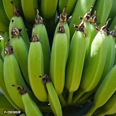 Baishnab  Dwarf variety of Banana Plant Banana Plan