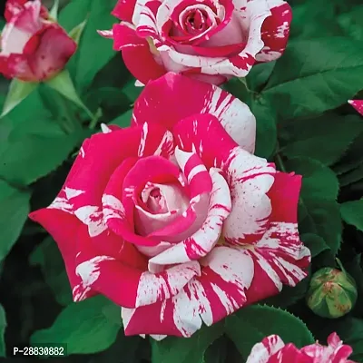 Baishnab  Abracadabra Hybrid Rose Plant Grafted005