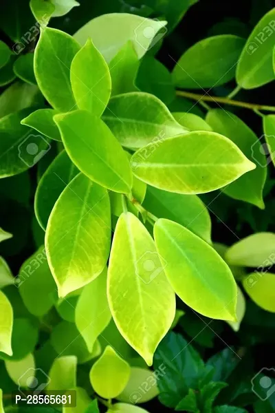 Baishnab Ficus Bonsai Plant GHBN83