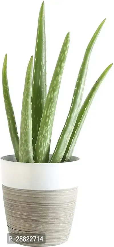 Baishnab  Aloe Vera PlantCFA16 Aloe Vera Plant-thumb0