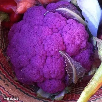 Baishnab Cauliflower seed 210 per packet  rbPurple Cauliflower  Phol Gobhi  F1 Hybrid Vegetable Seeds   G3600210PIECE