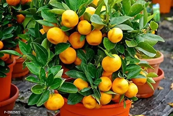 Baishnab  High Yield Orange Live PlantCF010141 Or-thumb0