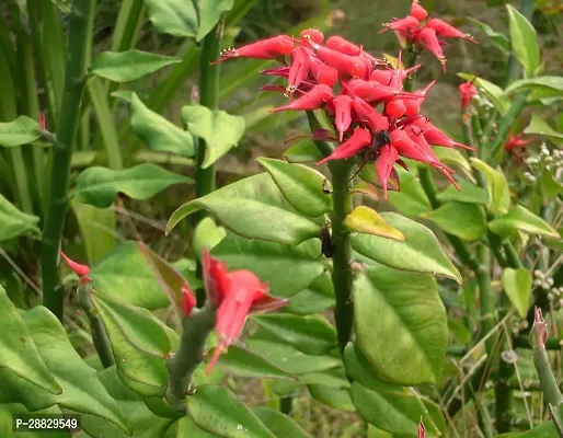 Baishnab  Nagdon  devils backbone  Pedilanthus Pl-thumb0