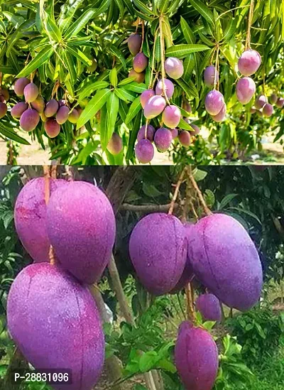 Baishnab  Baramasi MangoPlant  Original 12months F