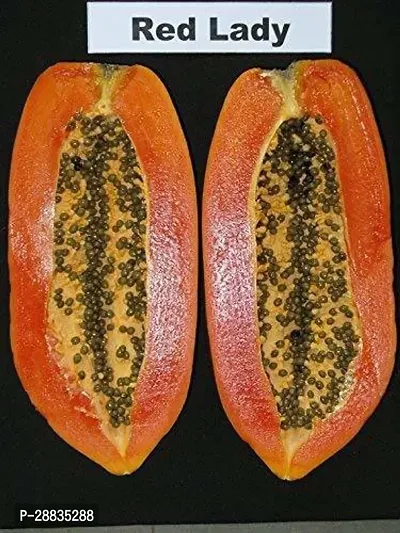 Baishnab Seed 20per packetXpl168Papaya SD3620PIECE