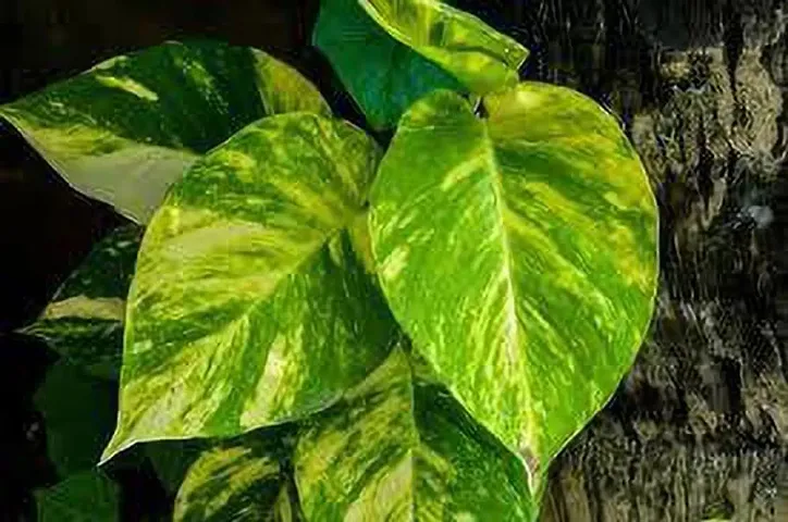 Earth and Plants Nursery Golden pothos/Ceylon Creeper/Hunter's Robe/Ivy Arum/Money Plant/Silver Vine/Marble Queen/Taro Vine Healthy Lucky Indoor Live Plant