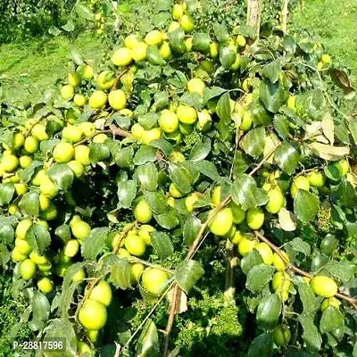 Baishnab  BER02 Ber Apple Plant-thumb0