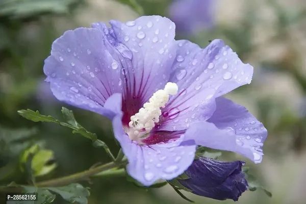 Baishnab Hibiscus Plant Hibiscus Blue Plant CF0951