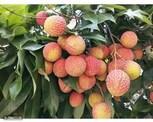 Baishnab  LichiModelDeshi CFO234 Litchi Plant-thumb0