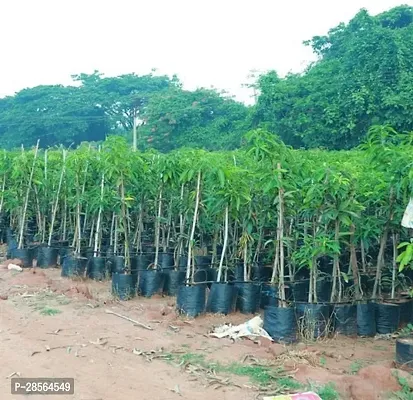 Baishnab Mango Plant Amrapali Mango Plant A7-thumb0