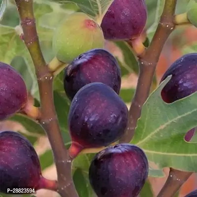 Baishnab  Turkish Fig Live Plant Produced by Air La-thumb0