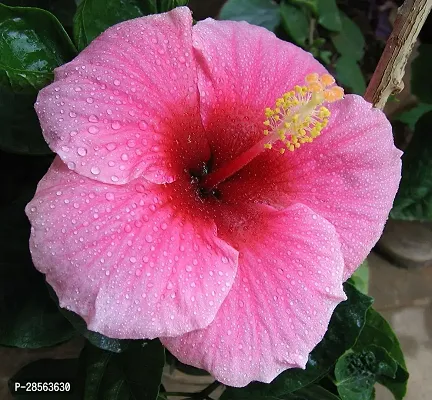 Baishnab Hibiscus Plant Hibiscus RedWhite Plant CF044-thumb0