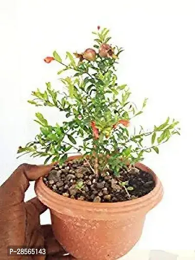 Baishnab Pomegranate Plant VJKBJHN1