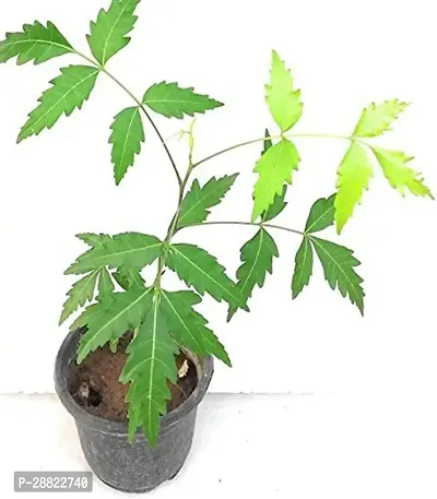 Baishnab  Neem Plant N02 Neem Plant-thumb0