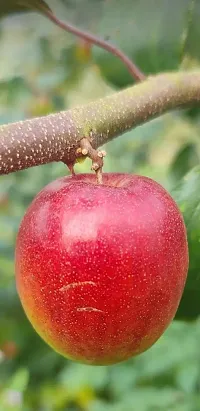 Baishnab Ber Apple Plant MissIndiaAppleBer01-thumb2