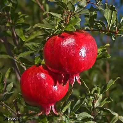 Baishnab  Pomegranate Live Plant CF00007 Pomegran