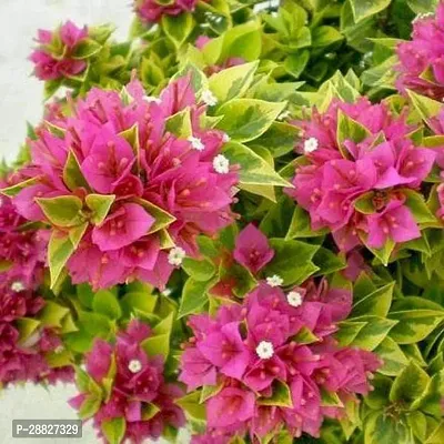 Baishnab  Bougainvillea Variegated Pink  Plant B