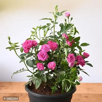 Baishnab  Pink Rose Plant CFA424 Rose Plant-thumb0