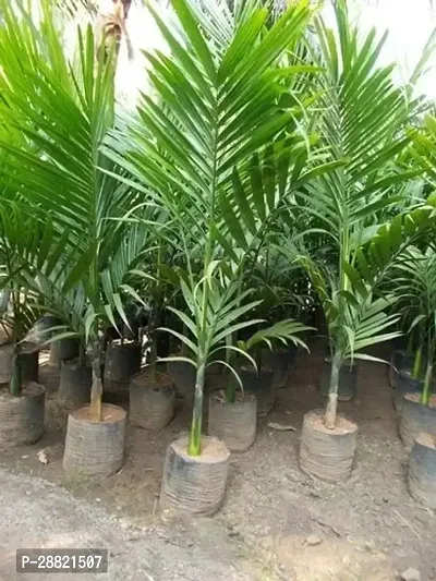 Baishnab  Nursery supari plants Betel NutSupari Pl-thumb0