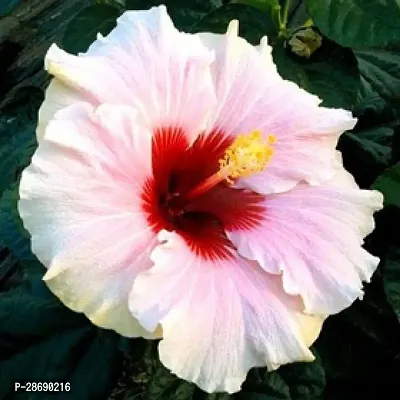 Baishnab Hibiscus Plant hibiscus plant 4023-thumb0