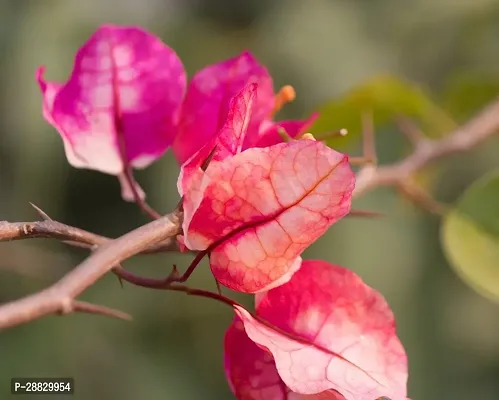 Baishnab  Bougainvillea Plant CF00028 Baugainvill