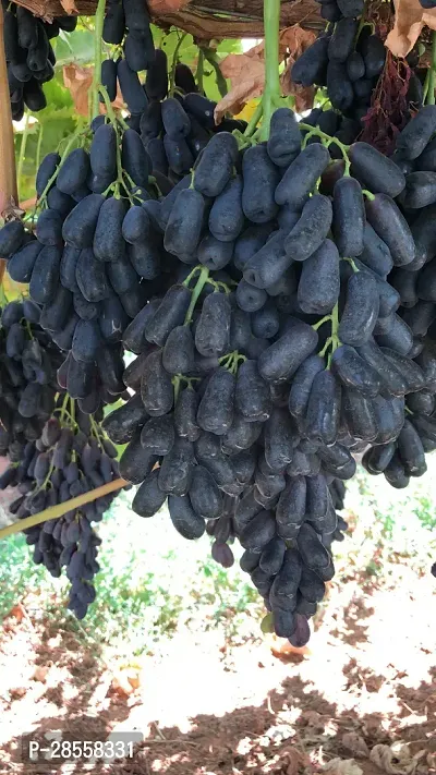 Baishnab Grapes Plant 66Grapes Hybrid Plant