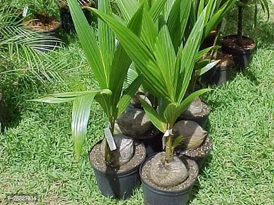 Baishnab  Premium Coconut Live Plant CF47 Coconut-thumb0