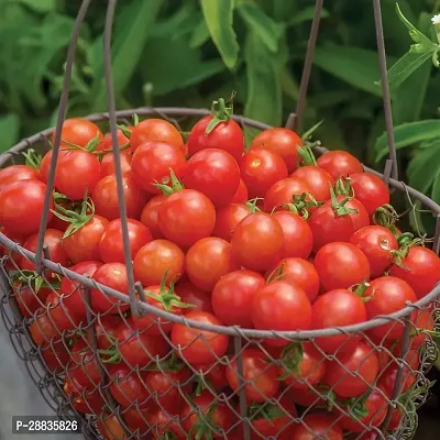 Baishnab Seed 850per packetXpl17F1 Hybrid Tomato Vegetable Seeds For Planting F1101850PIECE