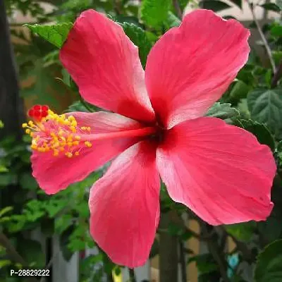 Baishnab  Hibiscus Red Plant CF064122 Hibiscus Pl