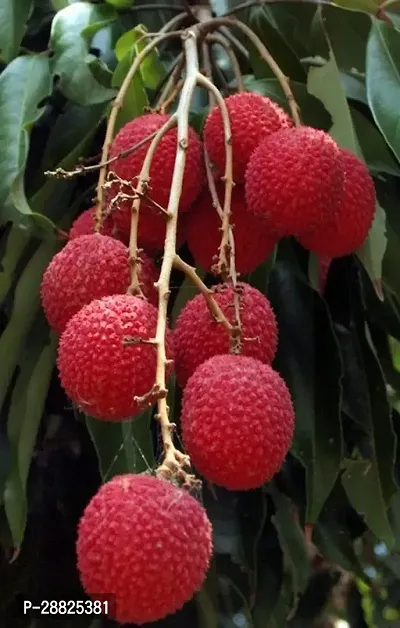 Baishnab  Litchi Plant Live Plant CF3090 Litchi P-thumb0