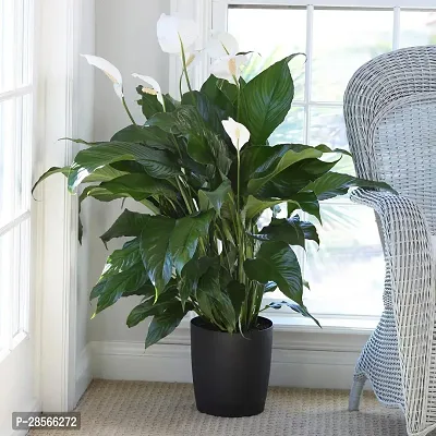 Baishnab Peace Lily Plant PEACE LILY FLOWER PLANT-P68-thumb0